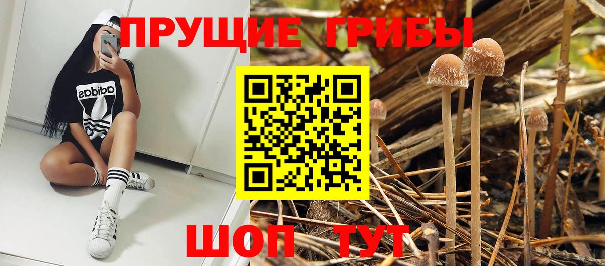 Псилоцибиновые грибы GOLDEN TEACHER Черняховск