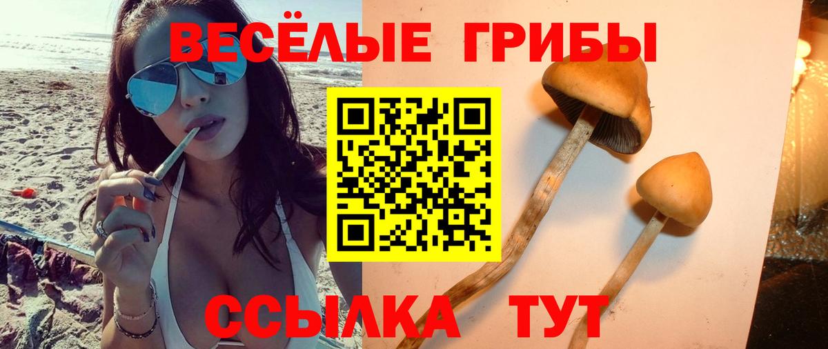 Галлюциногенные грибы GOLDEN TEACHER  Вход с VPN  Псилоцибиновые грибы мицелий  Черняховск 